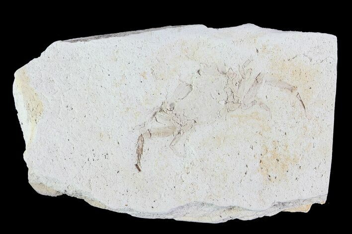 Fossil Pea Crab (Pinnixa) From California - Miocene #74496